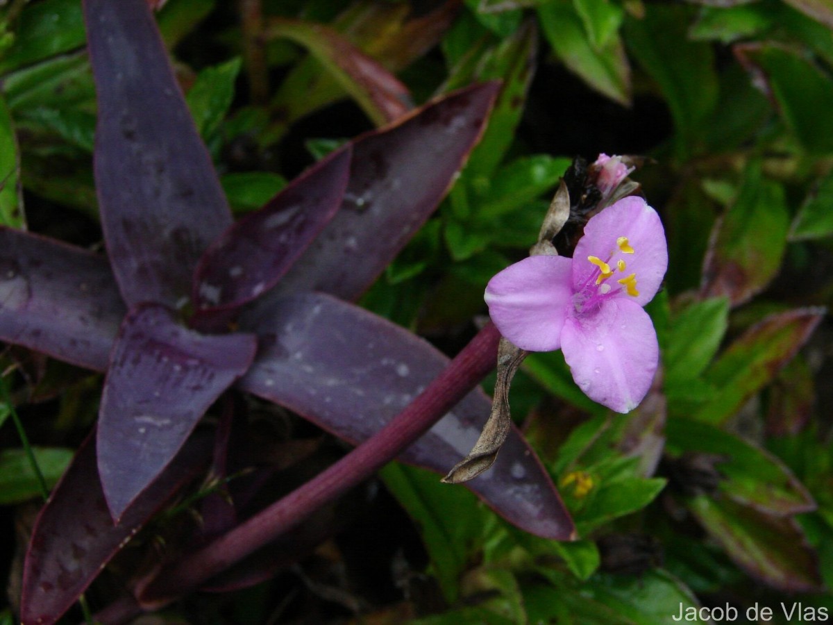 Tradescantia pallida (Rose) D.R.Hunt
